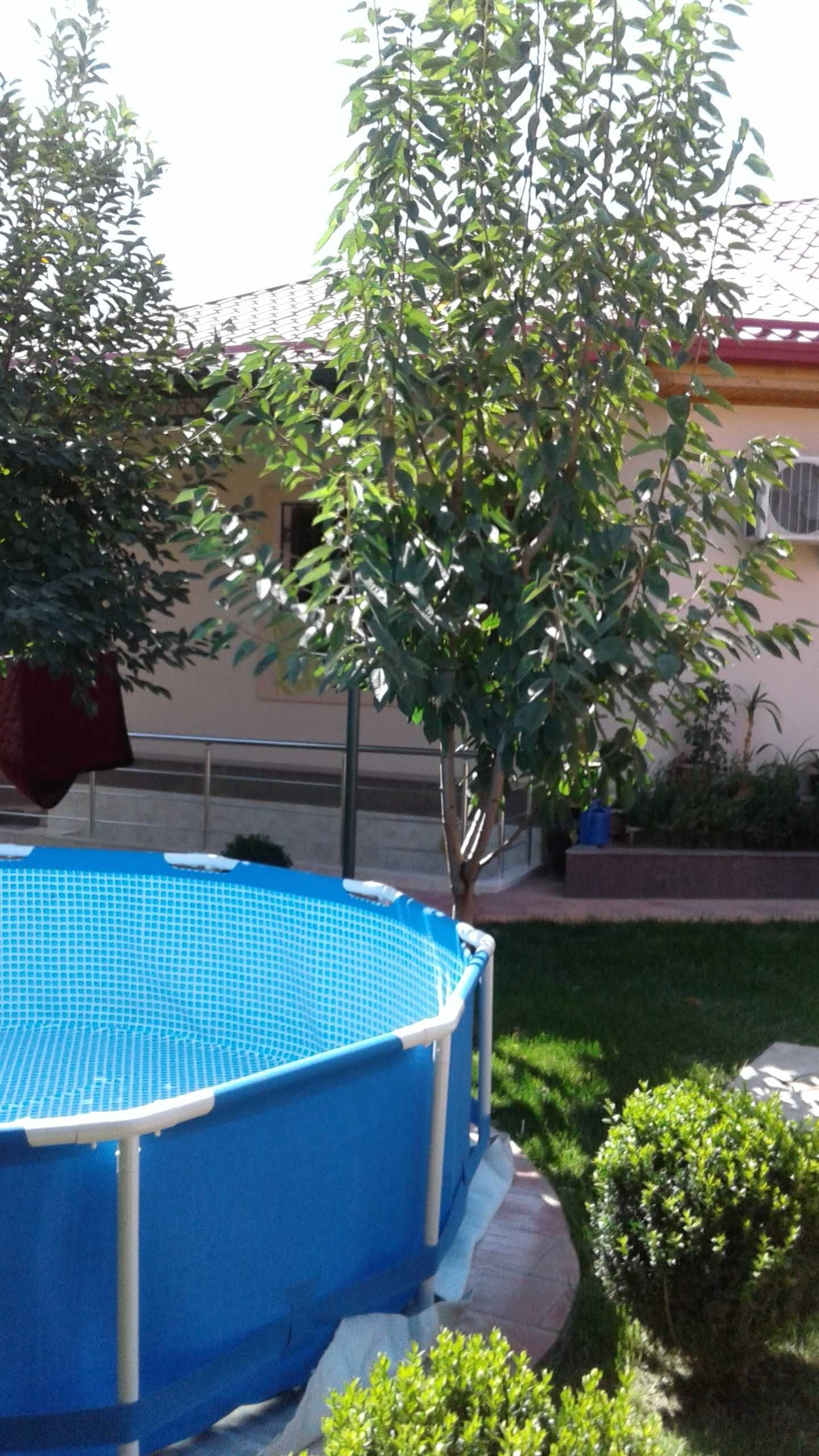 5-xonali uy, 200 m², Toshkent, Yunusobod tumani, sotuvga