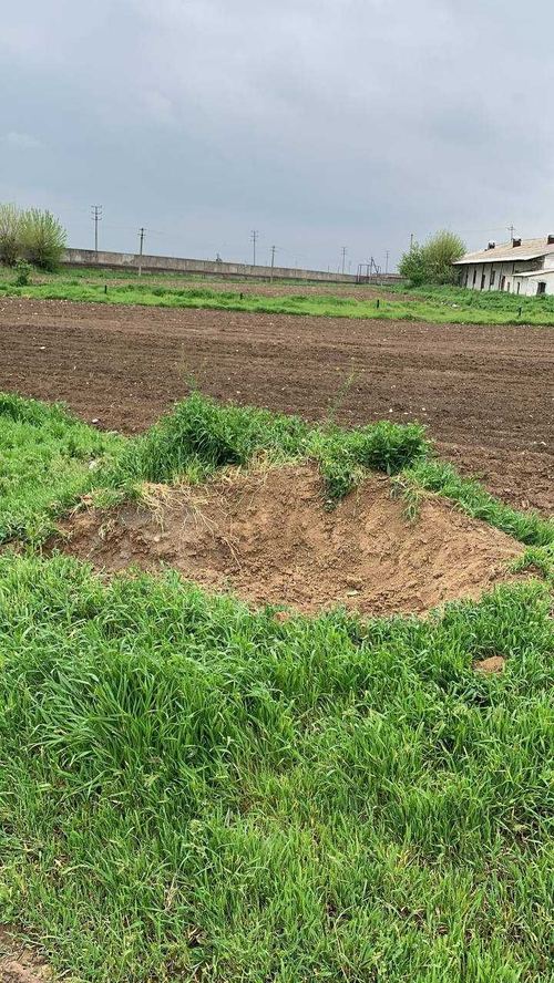 Продается в Яшнабадском р-не пос. Барданкуль участок 10 гектар