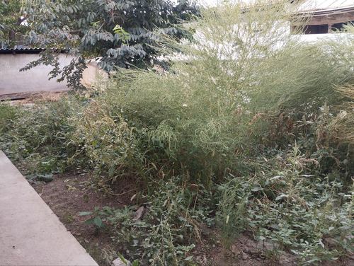 3.5 sotok flat land. Price negotiable. Kibray district, Mirishkor street 8