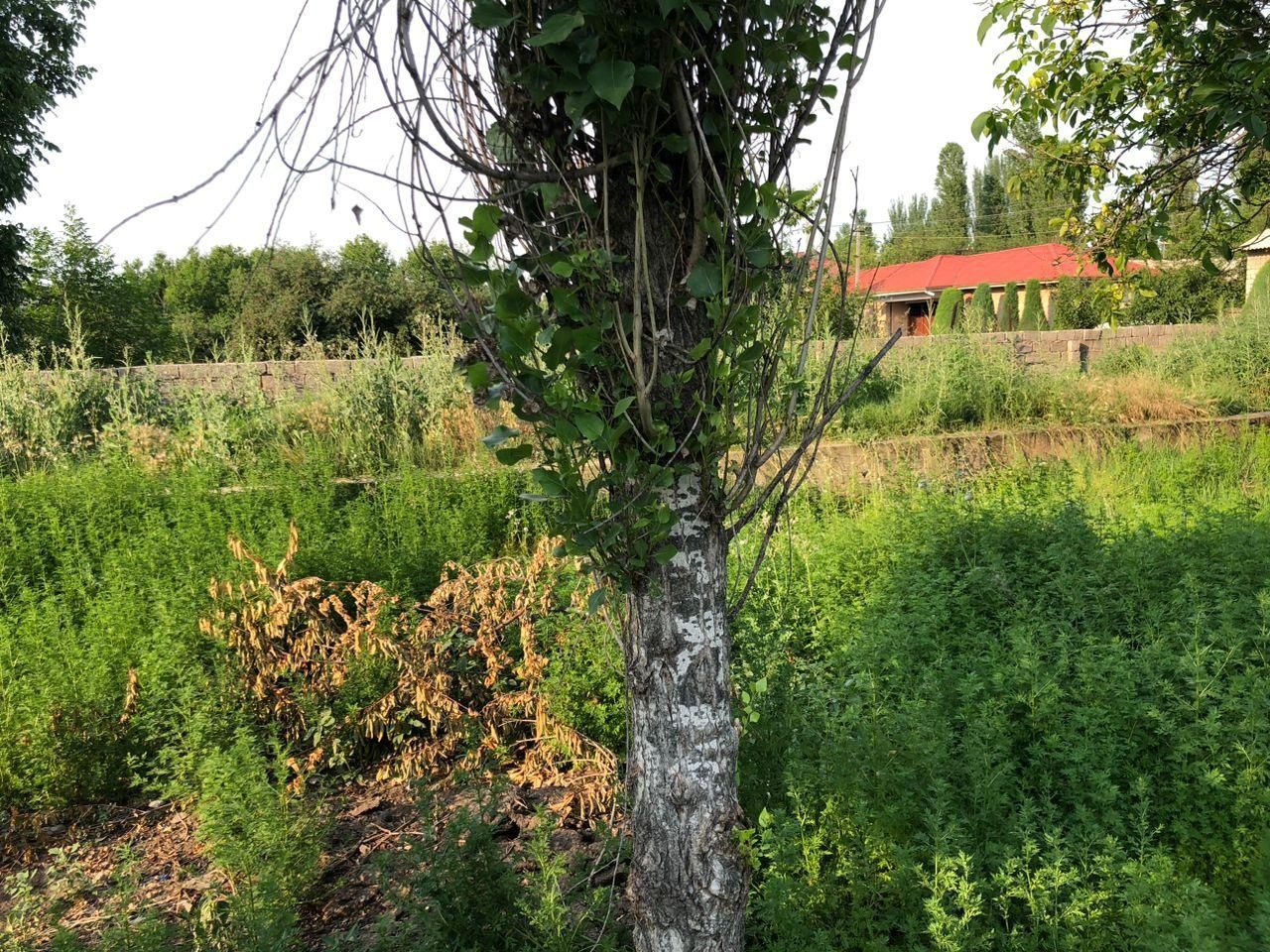 4-xonali uy, 5 m², Toshkent, Bektemir tumani, sotuvga