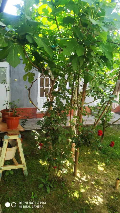 Urgent courtyard for sale