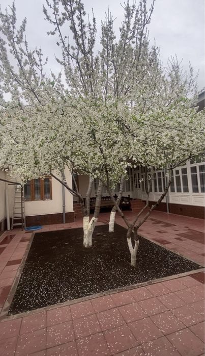7-xonali uy, 3300 m², Toshkent, Yakkasaroy tumani, sotuvga