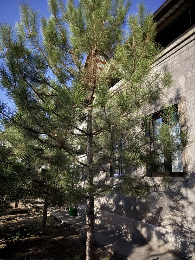 7-xonali uy, 4.2 m², Toshkent, Mirobod tumani, sotuvga