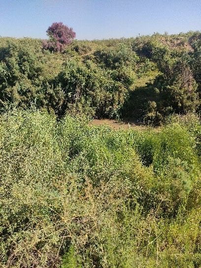 Chinoz tumanida 40 sotix yer uchastkasi arzon sotiladi