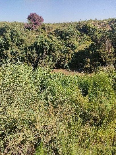 40 sotok land plot for sale in Chinaz district, cheap