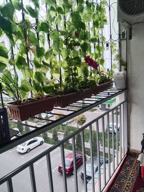 1-room apartment, Makhtumkuli