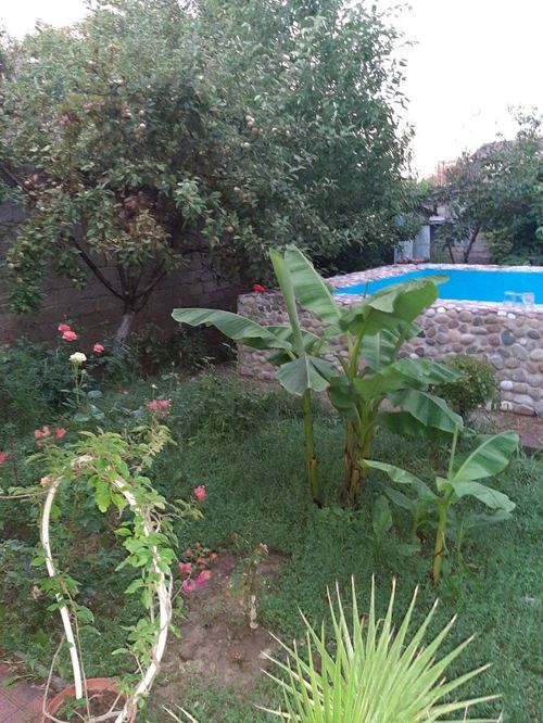 Urgent sale of a dacha, need money
