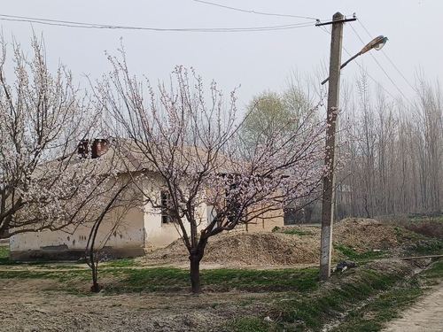 Yer uchastka sotiladi! Samarqand vil., Bulung‘ur tum., Niyozmat MFY