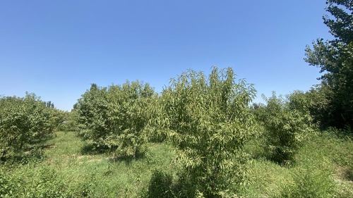 Namangan tuman mullakuding qishlog’i 35 sotik bodomzor
