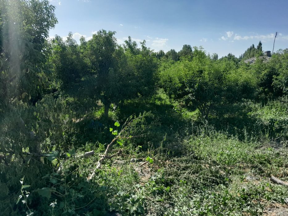 Õqchi-dashtda bog'