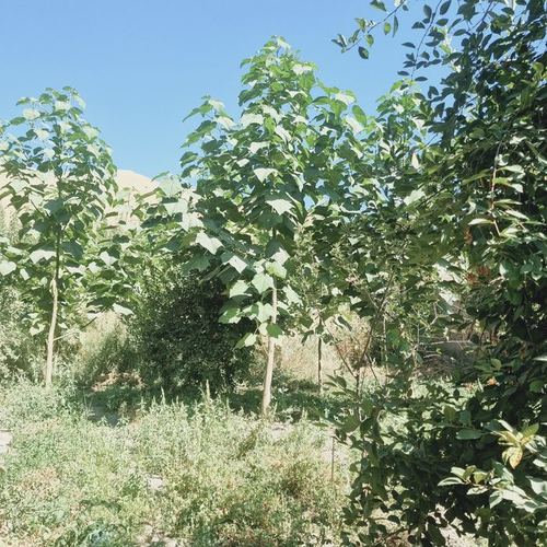 3-xonali uy qismi, 12330 m²