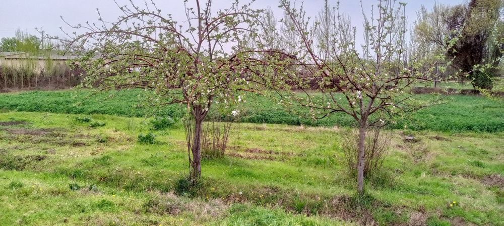 1-room house, 10 m², Gulistan, for sale