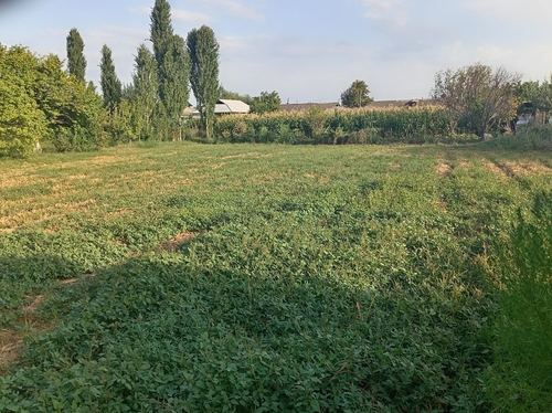 Srochna Yer Sotiladi: 12 sotix yer 6 sotixdan bolib ham beriladi,