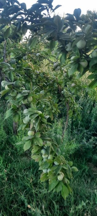 Кукат, зелень беда, дуккакли, сабзавот экиш учун ер ижарага берилади