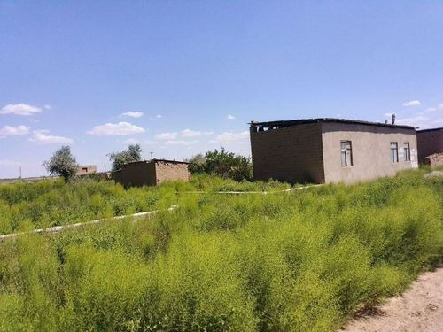 Xovli sotiladi 100mln sum
