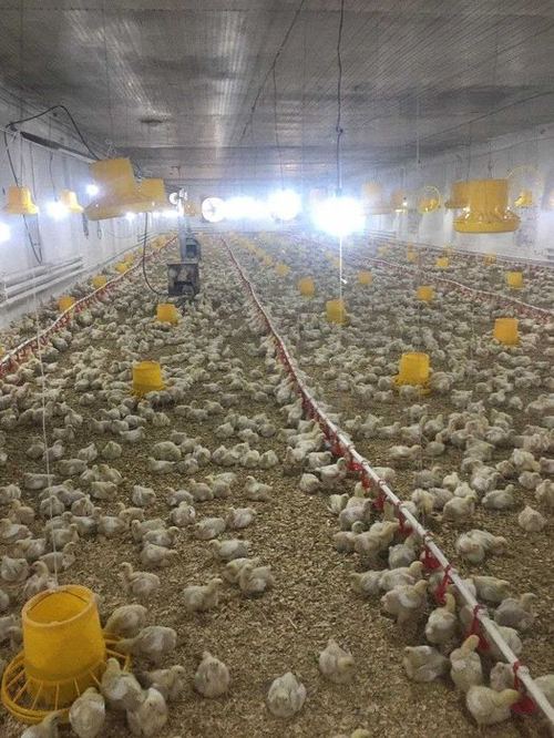 Продается Птичья Фабрика Кибрай Майский 26 соток №Ш69