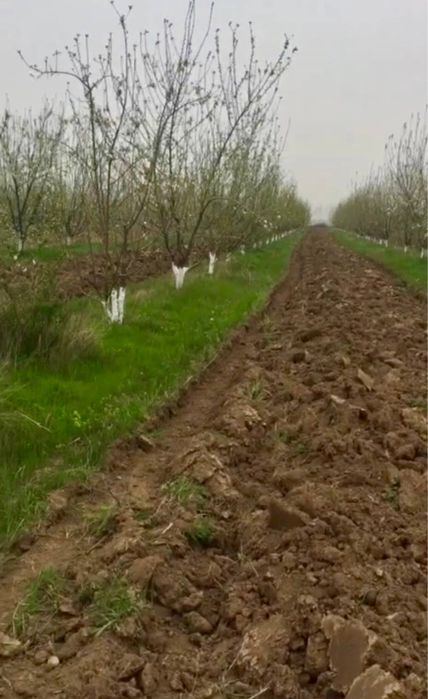 Срочно Продажа  Сад   5 гектаров в Кибрай.