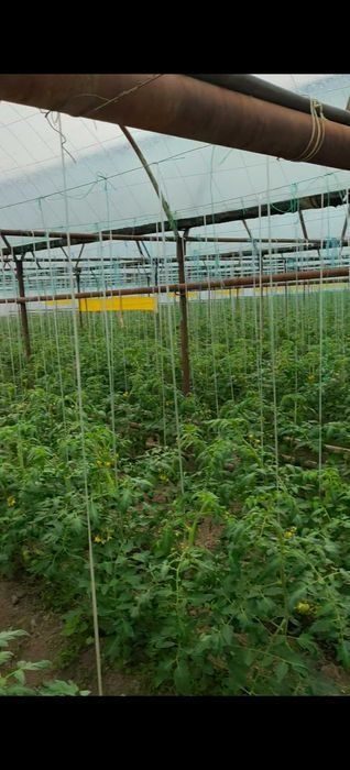 Продажа или аренда теплицы 1.7 га Кибрай