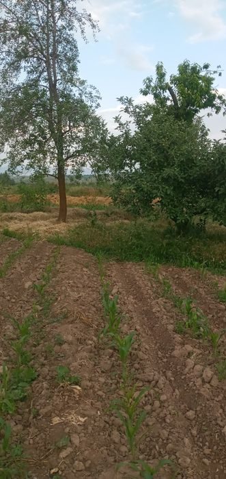 5-room dacha, 23 m², Tashkent, Bektemir District, for sale