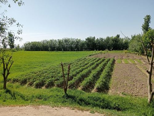 1-room house, 1000 m²