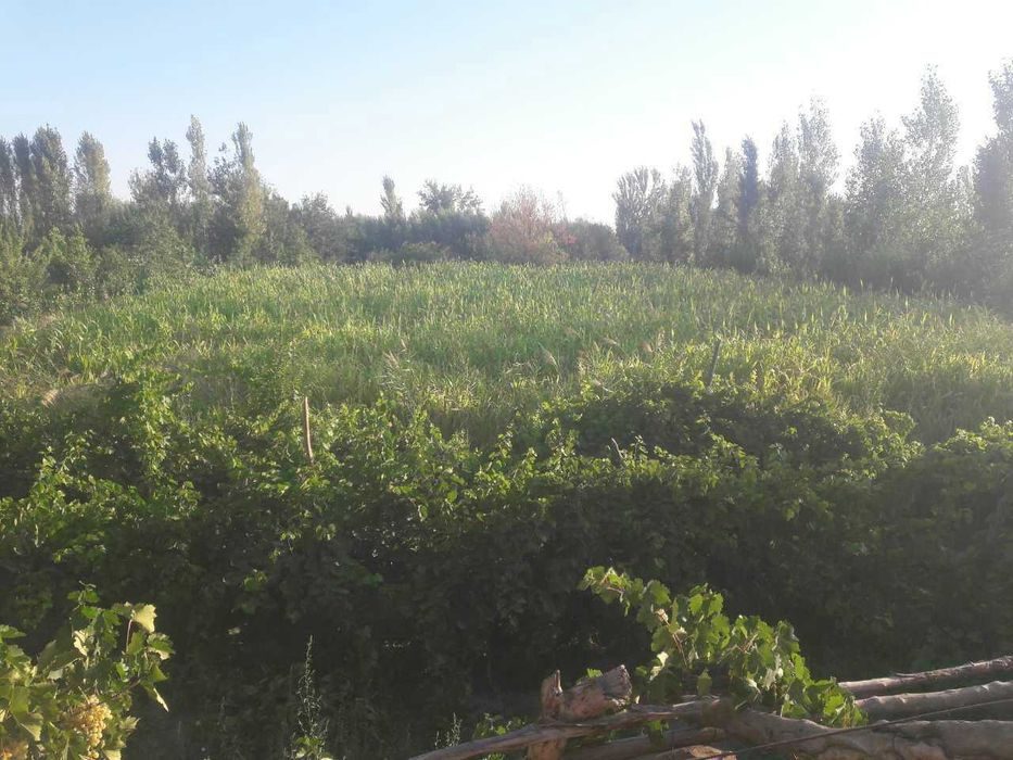 7-room dacha, 45000 m², Бустан, for sale