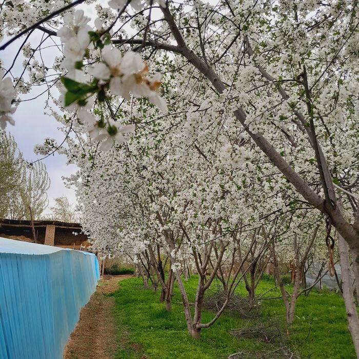 6-room dacha, 1300 m², Нурафшан (Тойтепа), for sale