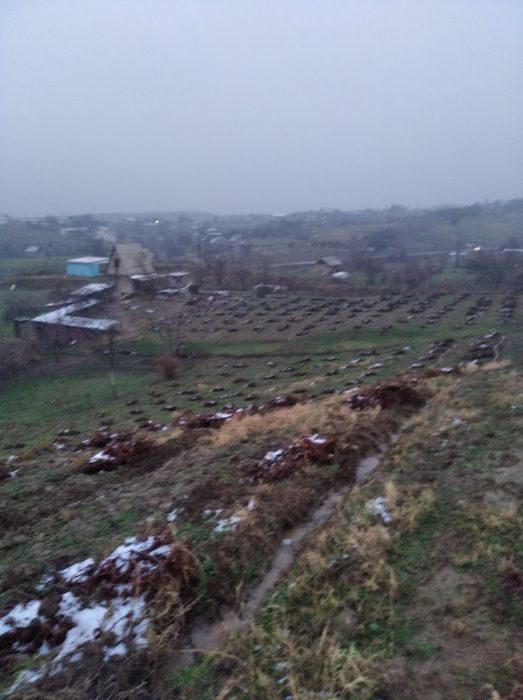 Dacha sotiladi yer maydoni bogʻ