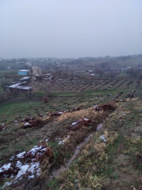 Dacha sotiladi yer maydoni bogʻ