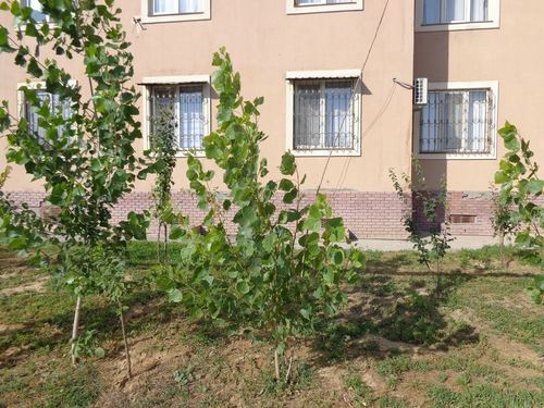 2-xonali kvartira, 56 m²
