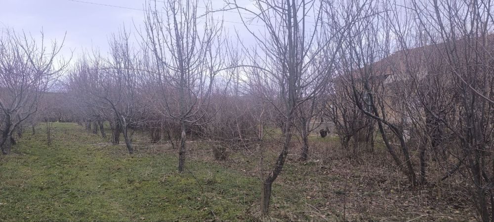 Дача учун ховли