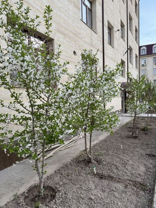 3-комнатная квартира, 100 м²