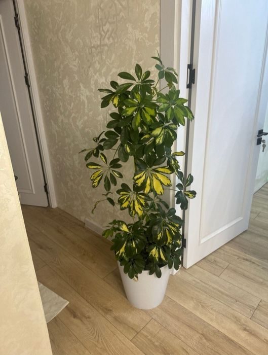 2-xonali kvartira, 61 m², Toshkent, Mirzo Ulug‘bek tumani, sotuvga